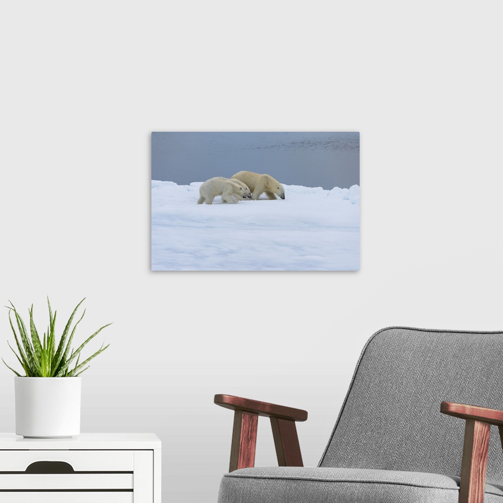 A modern room featuring Mother polar bear (Ursus maritimus) walking with two cubs on a melting ice floe, Spitsbergen Isla...