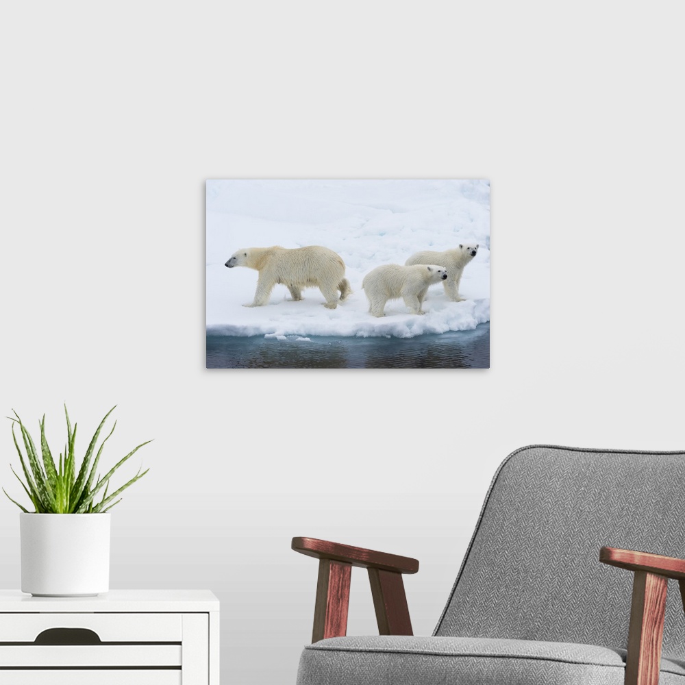 A modern room featuring Mother polar bear (Ursus maritimus) with two cubs on the edge of a melting ice floe, Spitsbergen ...