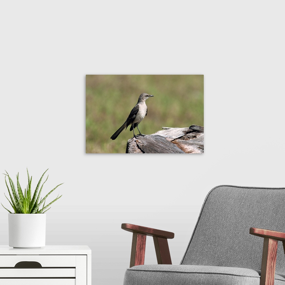 A modern room featuring Northern mockingbird, South Florida, USA