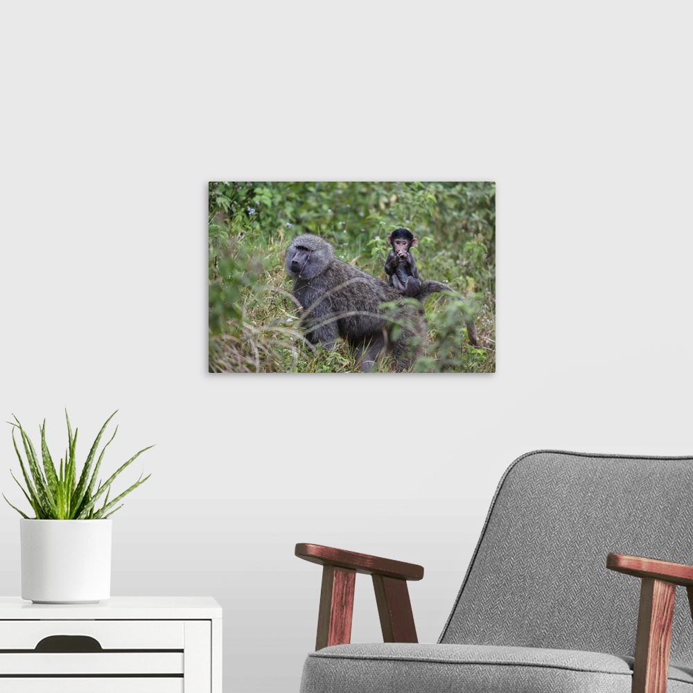 A modern room featuring Olive baboon with baby on back, Arusha National Park, Tanzania