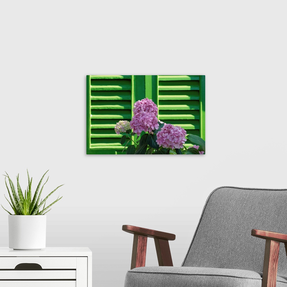 A modern room featuring Pink hydrangea flowers in front of green shutters of the Villa Durazzo, Santa Margherita Ligure, ...