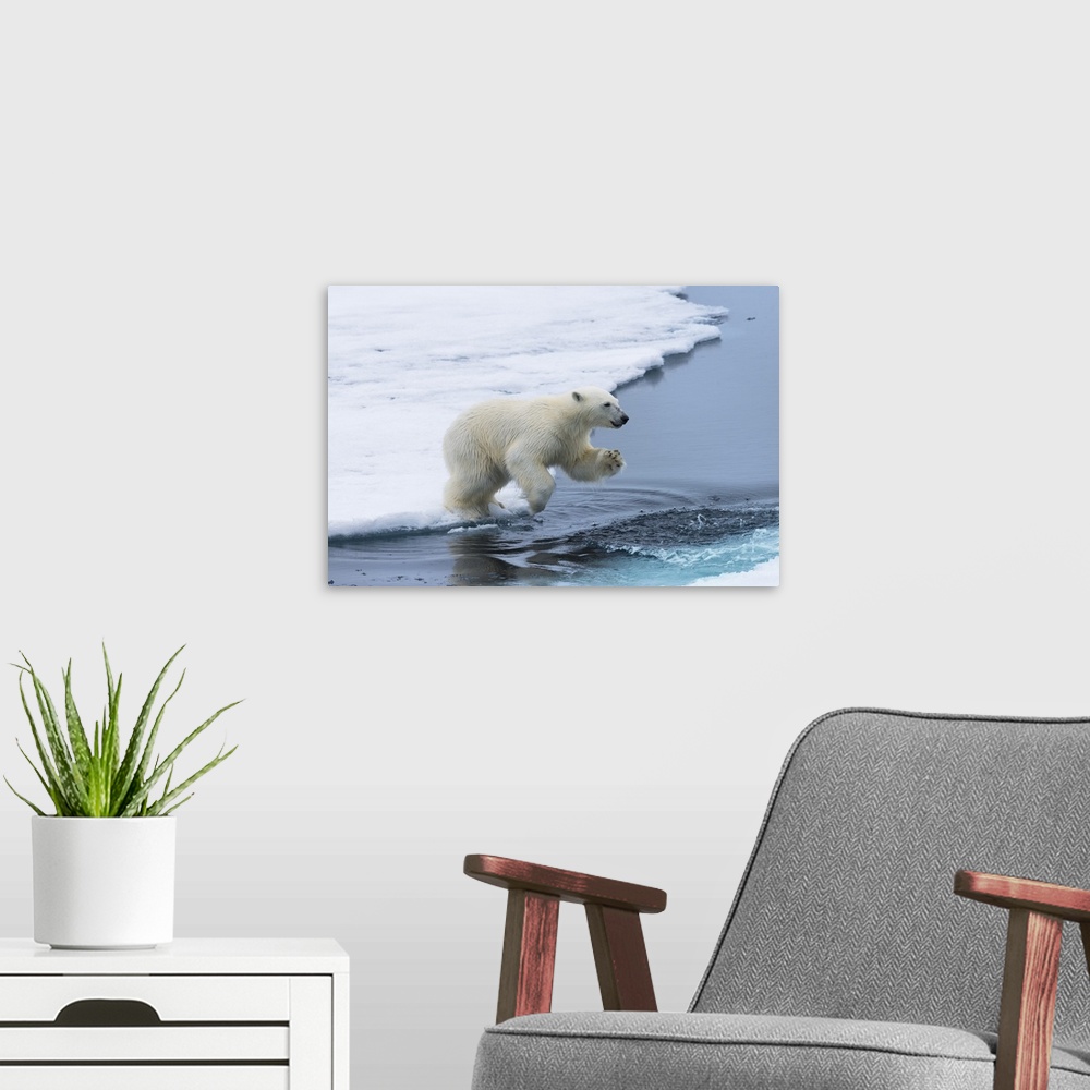 A modern room featuring Polar bear cub (Ursus maritimus) jumping over the water, Spitsbergen Island, Svalbard archipelago...