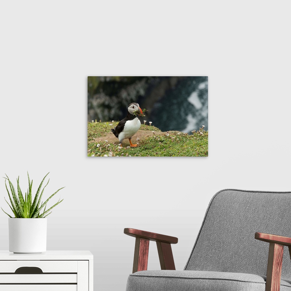 A modern room featuring Puffin, Wales, United Kingdom, Europe