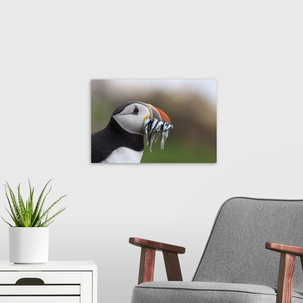 A modern room featuring Puffin (Fratercula arctica) with sand eels, Farne Islands, Northumberland, England, United Kingdo...