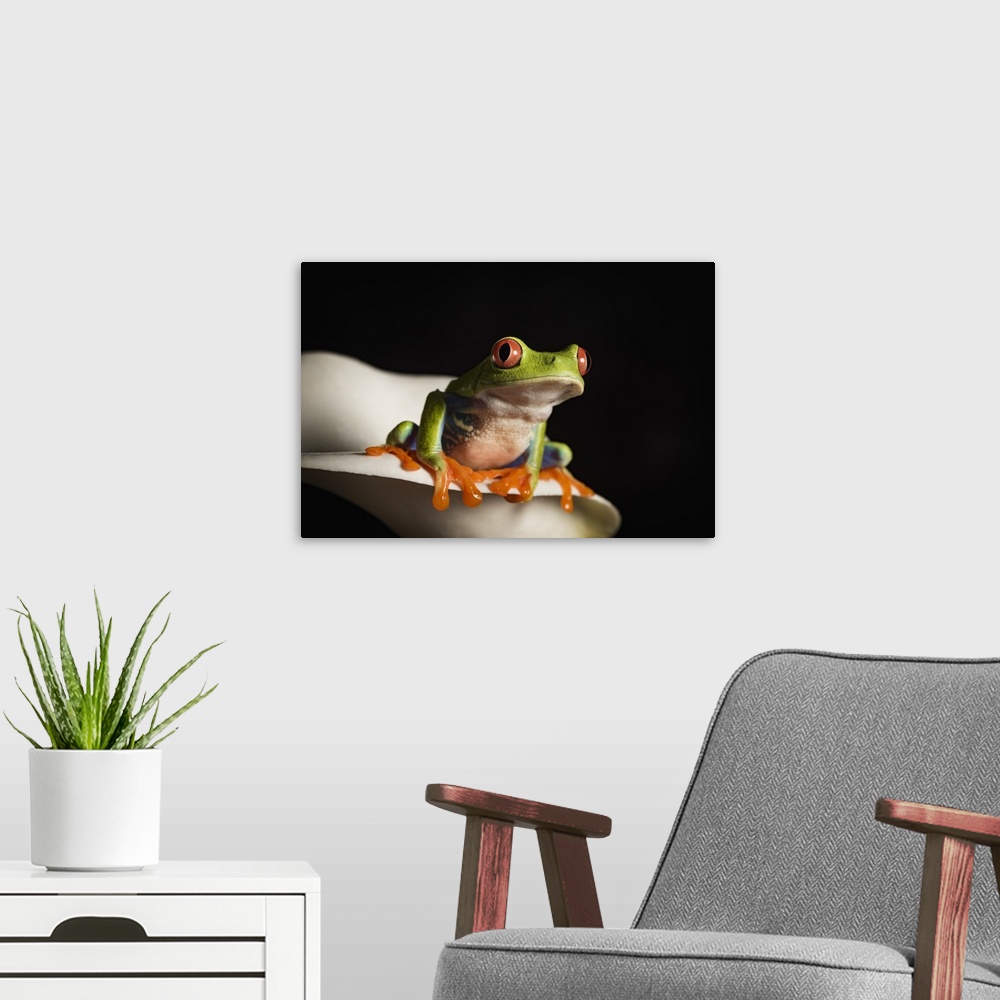 A modern room featuring Red eyed tree frog, captive