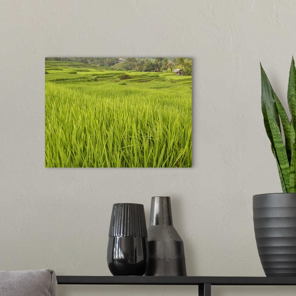 A modern room featuring Rice paddies, Bali, Indonesia, Southeast Asia, Asia