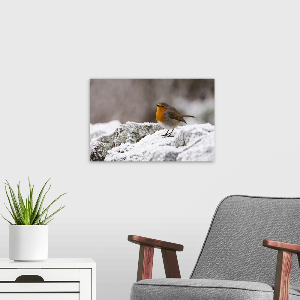 A modern room featuring Robin on frosty wall in winter, Northumberland, England