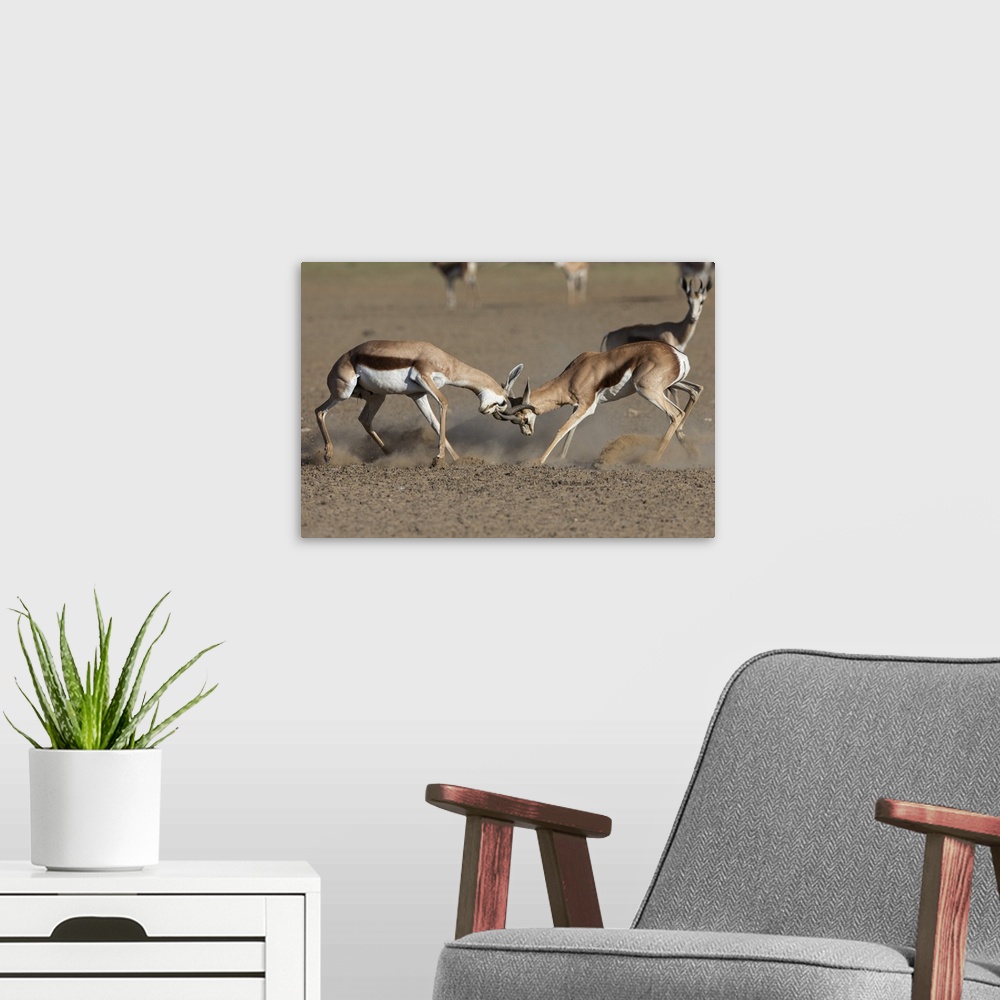 A modern room featuring Springbok (Antidorcas marsupialis) fighting, Kgalagadi Transfrontier Park, South Africa, Africa