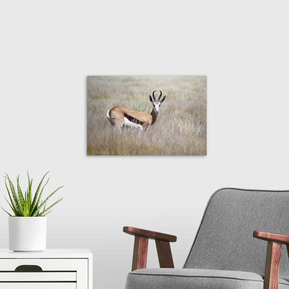A modern room featuring Springbok standing in grass, Namib Naukluft Park, Namibia, Africa