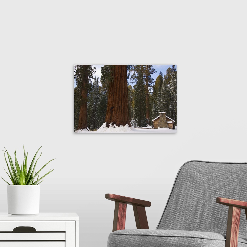 A modern room featuring Stone brick museum dwarfed by giant sequoia trees, Yosemite National Park, California