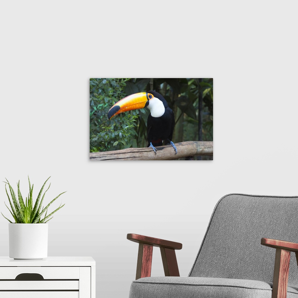 A modern room featuring Toco Toucan, Pantanal, Mato Grosso, Brazil