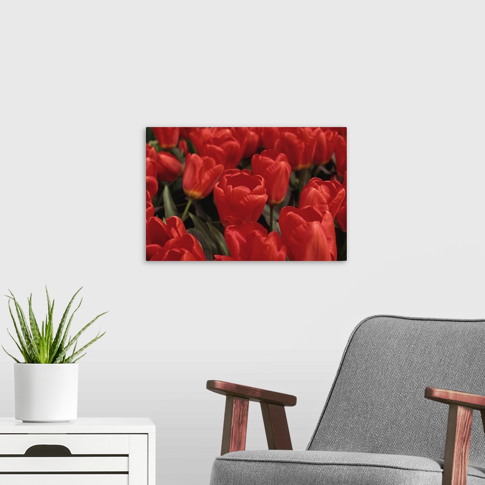 A modern room featuring Tulips, Holland, Europe