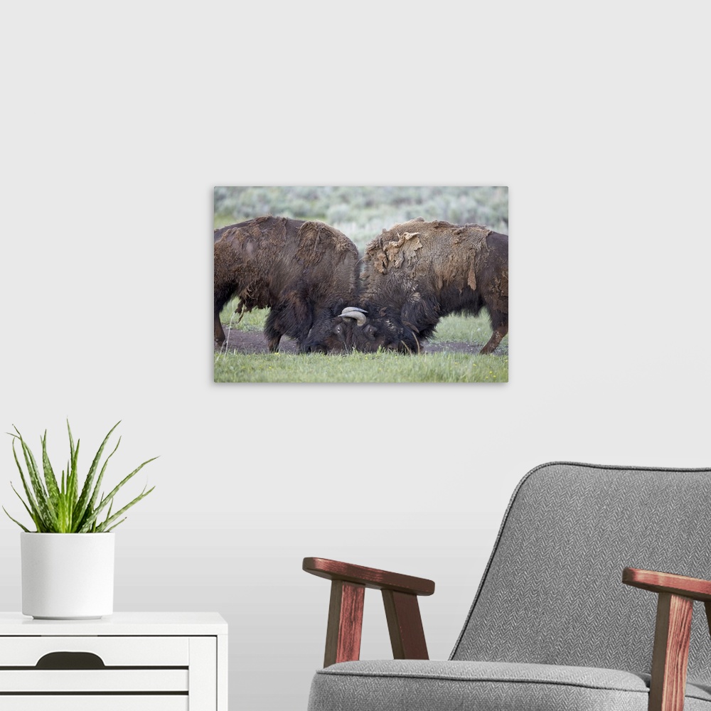 A modern room featuring Two Bison (Bison bison) bulls sparring, Yellowstone National Park, Wyoming, United States of Amer...