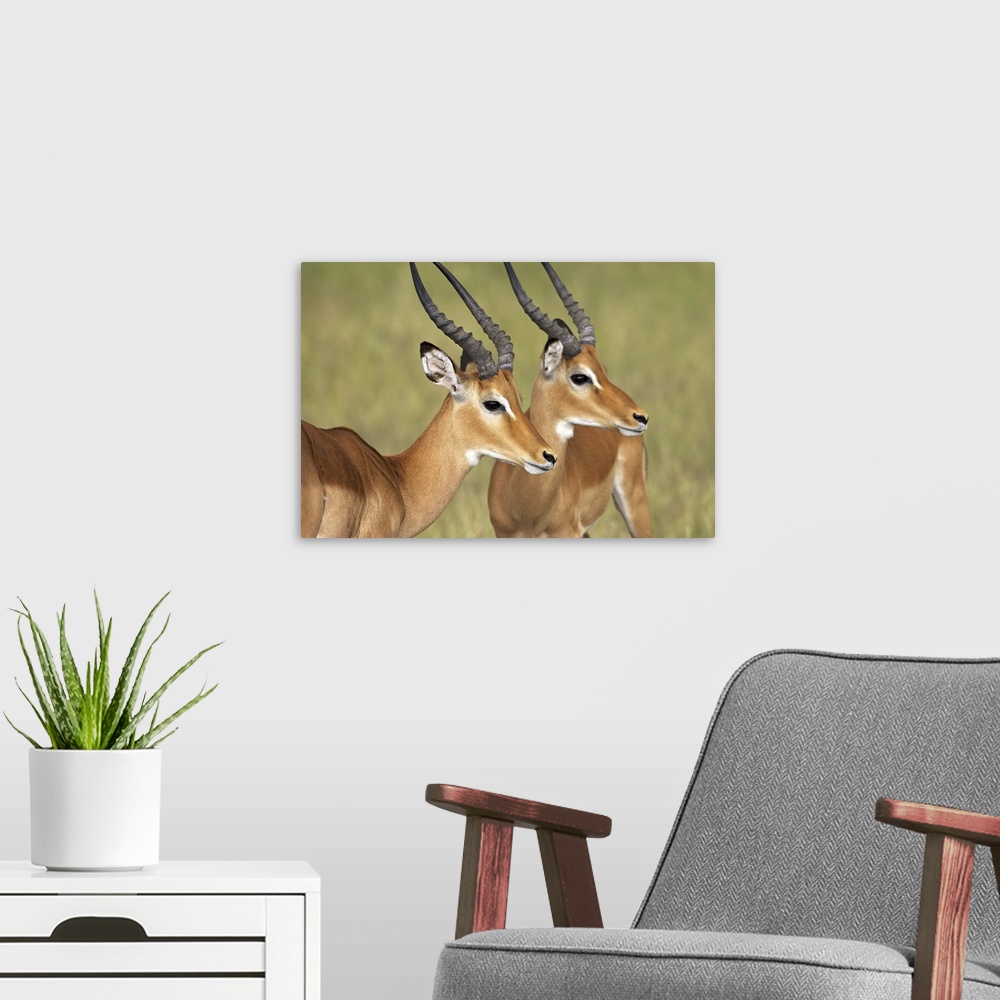 A modern room featuring Two male impala, Serengeti National Park, Tanzania