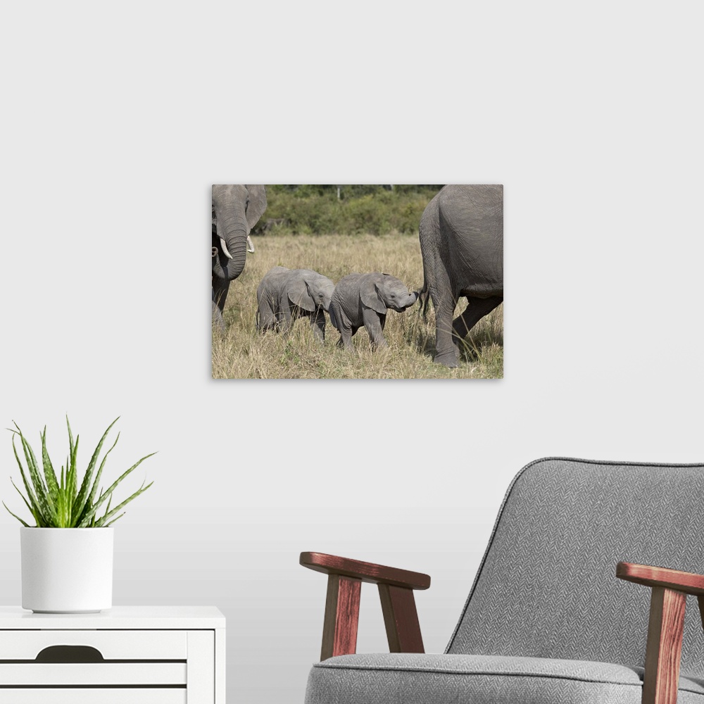 A modern room featuring Two young African Elephant, Masai Mara National Reserve, Kenya