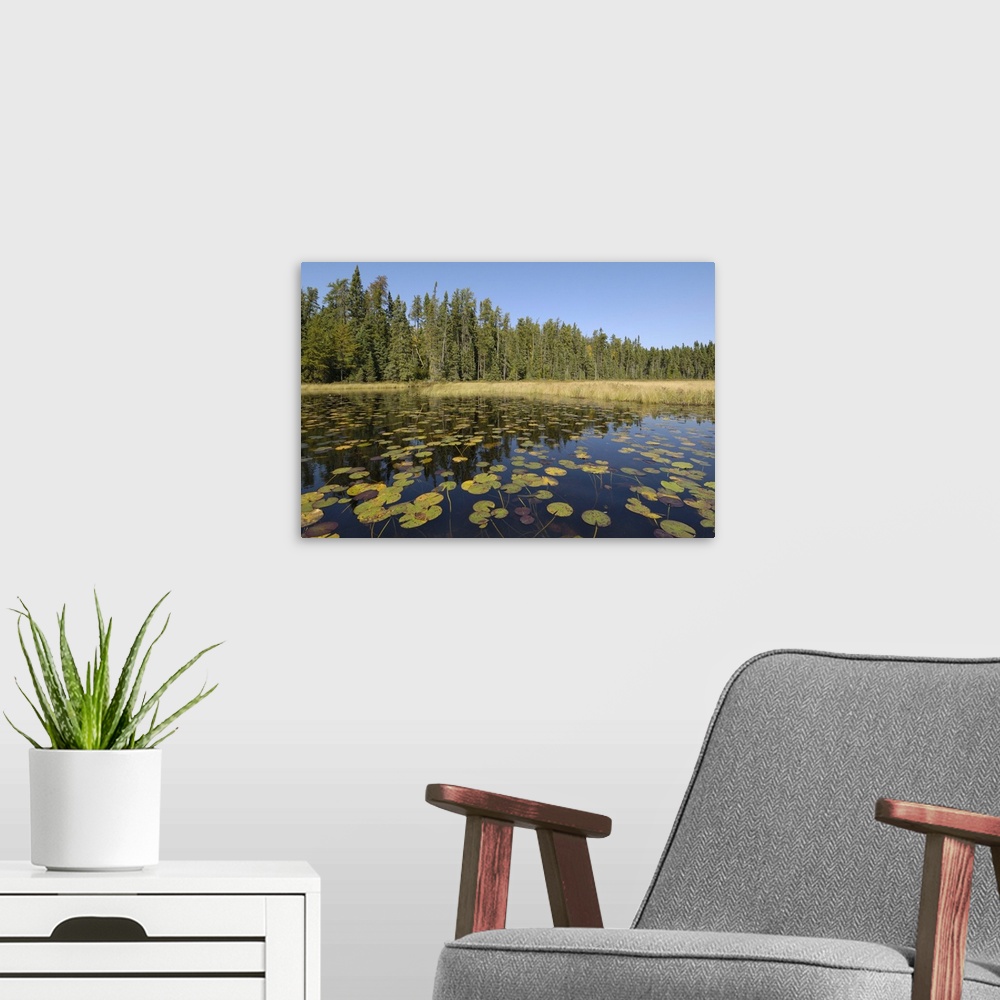 A modern room featuring Water lilies on the Frost River, Superior National Forest, Minnesota