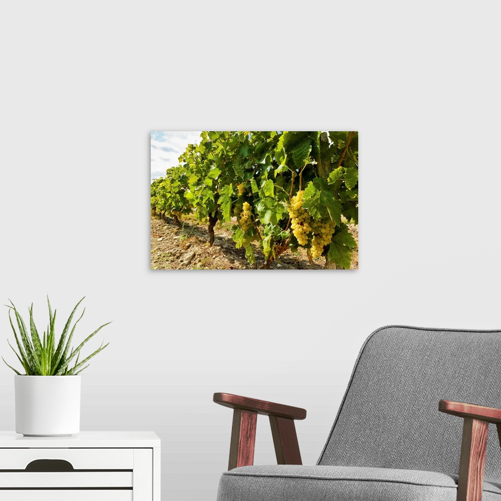 A modern room featuring White grapes on a vine near the salt marshes of the island's north west coast, Le Gillieux, Ile d...
