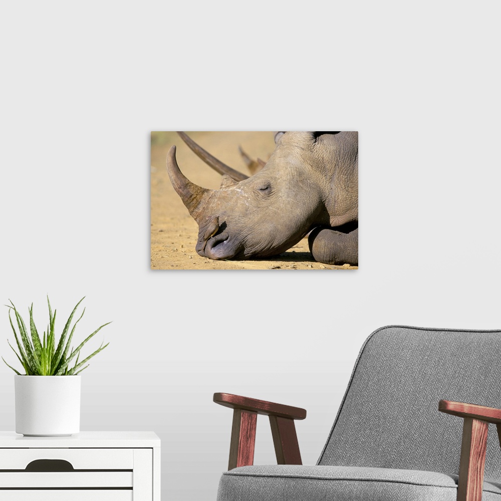 A modern room featuring White rhino, Hluhluwe Game Reserve, KwaZulu Natal, South Africa