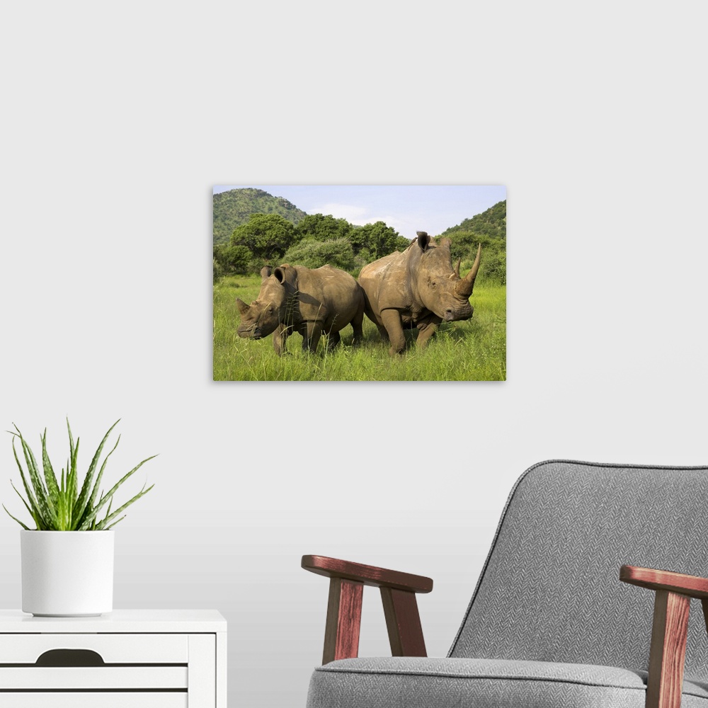 A modern room featuring White rhino, with calf in Pilanesberg game reserve, North West Province, South Africa