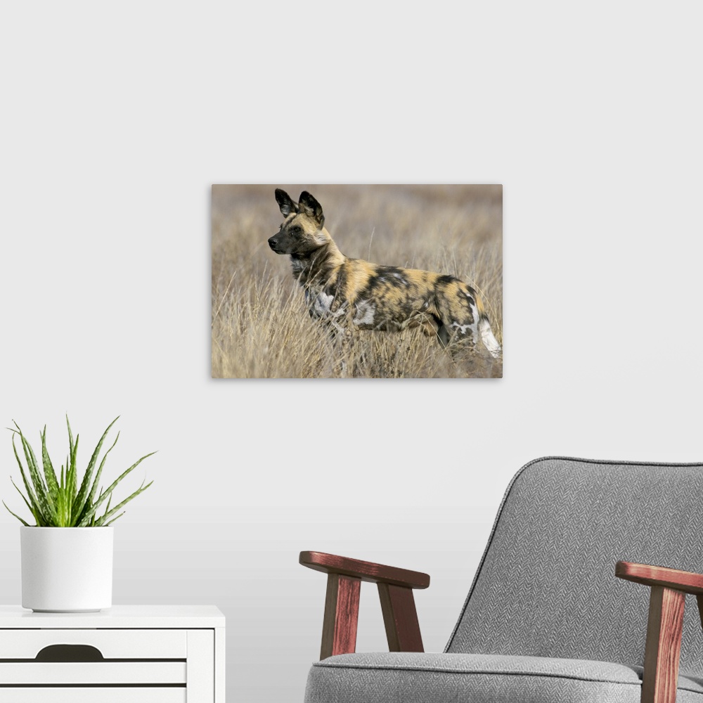 A modern room featuring Wild dog, South Africa, Africa