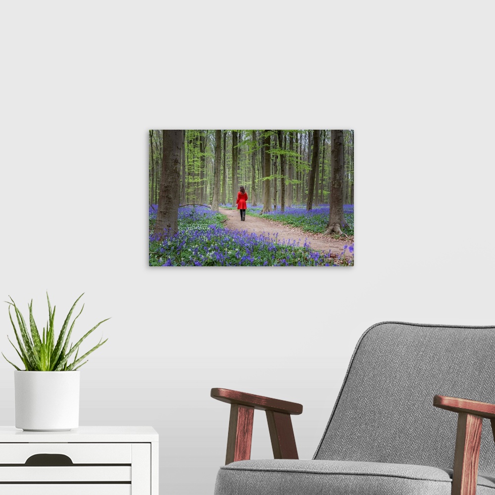 A modern room featuring Woman in red coat walking through bluebell woods, Hallerbos, Belgium