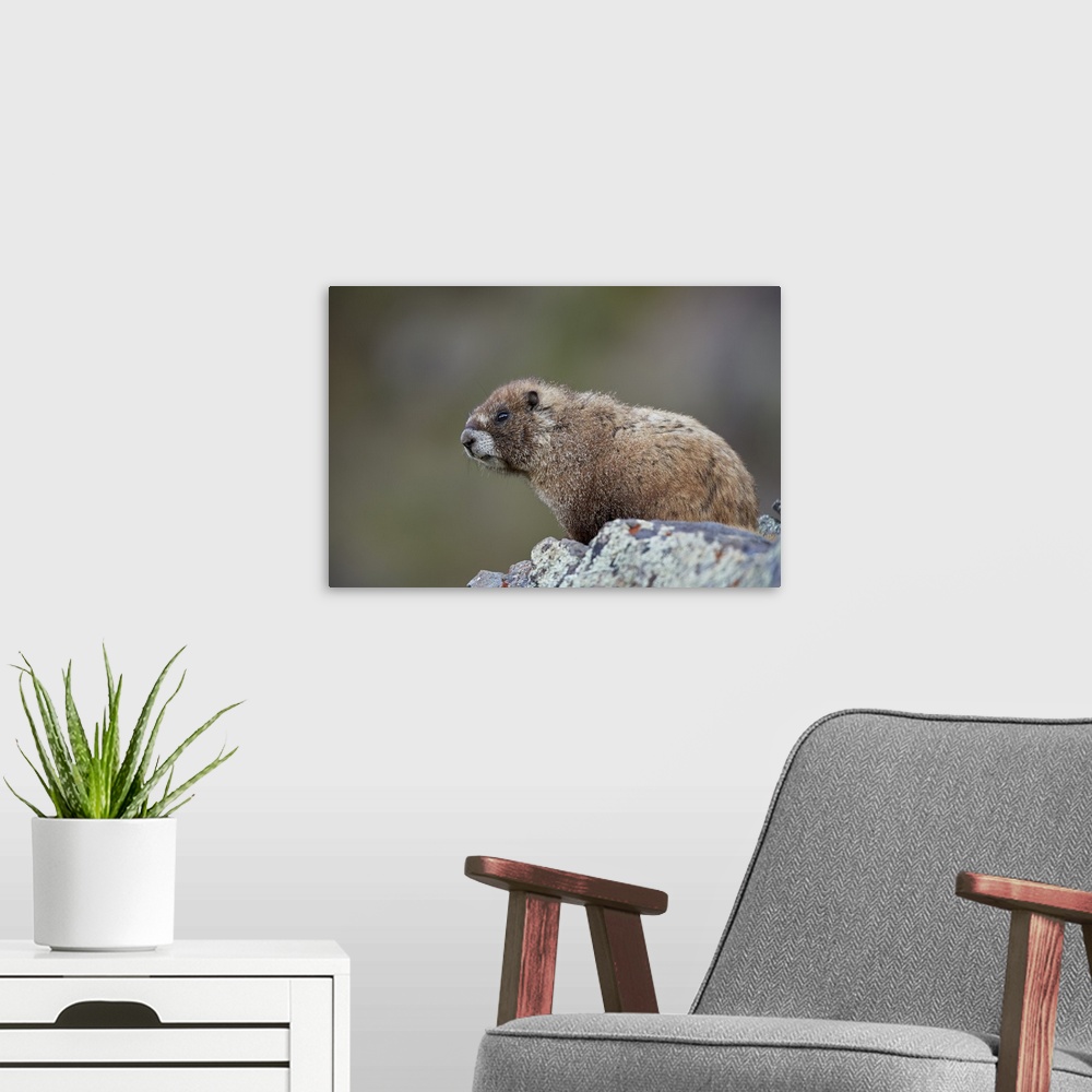 A modern room featuring Yellow-bellied marmot, San Juan National Forest, Colorado