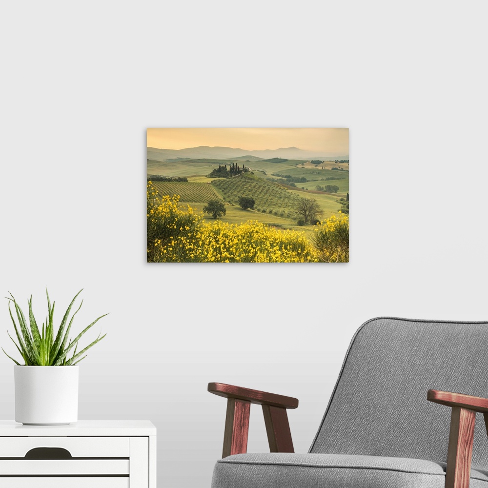A modern room featuring Yellow flowers frame the gentle green hills of Val d'Orcia at dawn, Province of Siena, Tuscany, I...