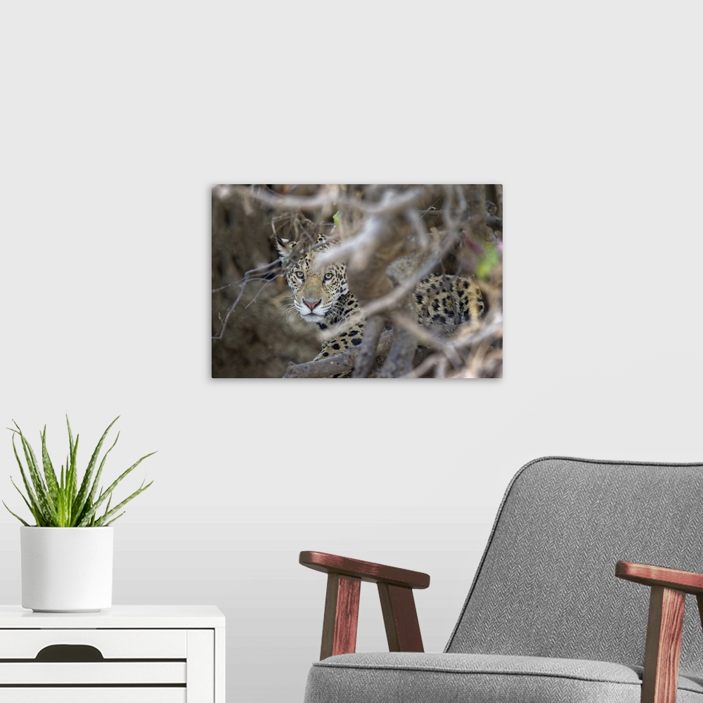 A modern room featuring Young Jaguar in a tree, Cuiaba River, Pantanal, Mato Grosso, Brazil