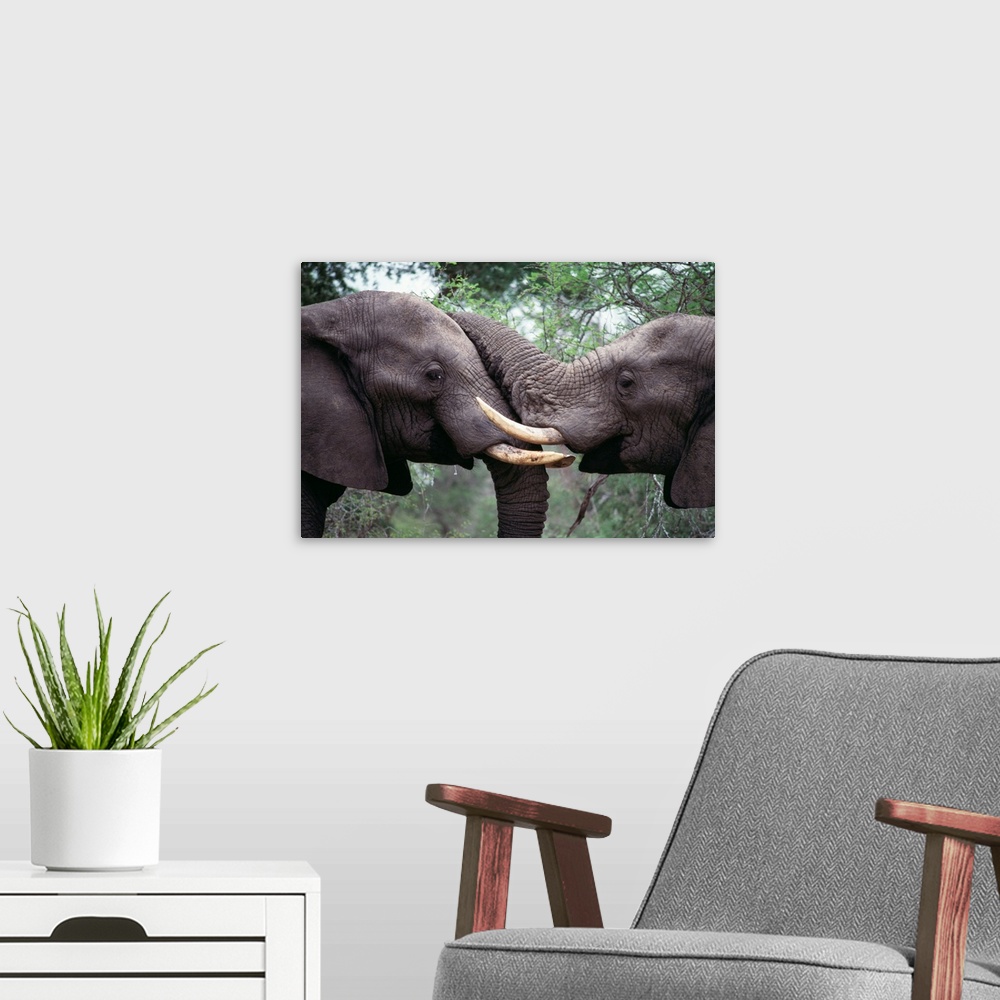 A modern room featuring African elephant bulls fighting. Male African elephants (Loxodonta africana) compete for dominanc...