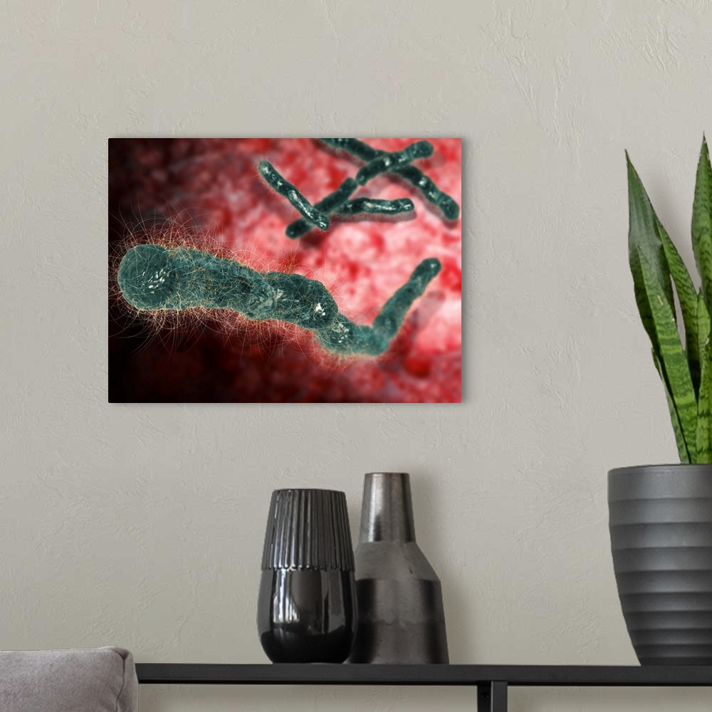 A modern room featuring Anthrax bacteria. Computer artwork of Bacillus anthracis bacteria, the cause of anthrax. B. anthr...