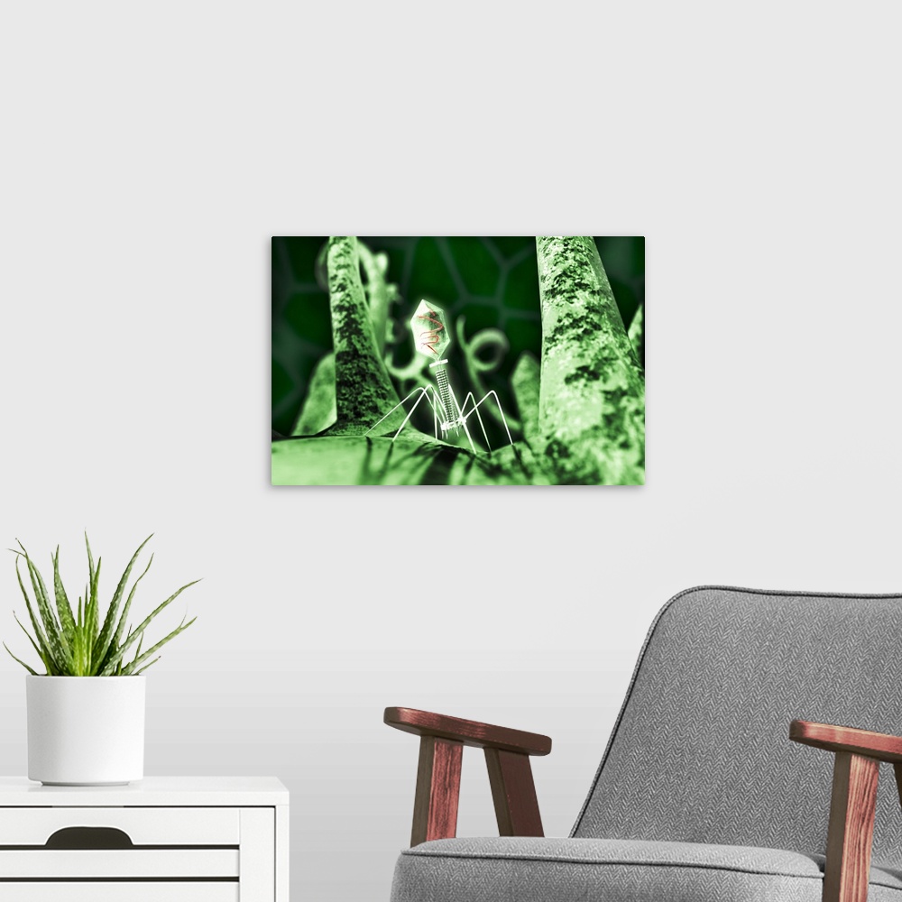 A modern room featuring Bacteriophage virus on a bacterium, computer artwork. Bacteriophages, or phages, are viruses that...