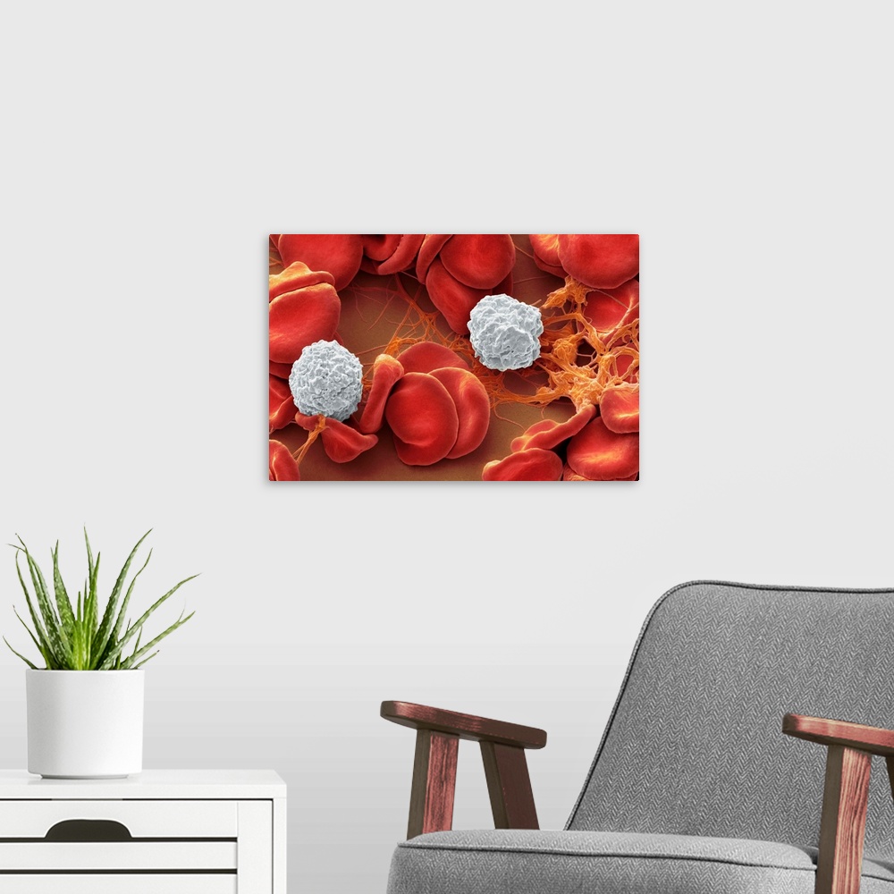 A modern room featuring Human blood cells, Coloured scanning electron micrograph (SEM) of a variety of blood cells from t...
