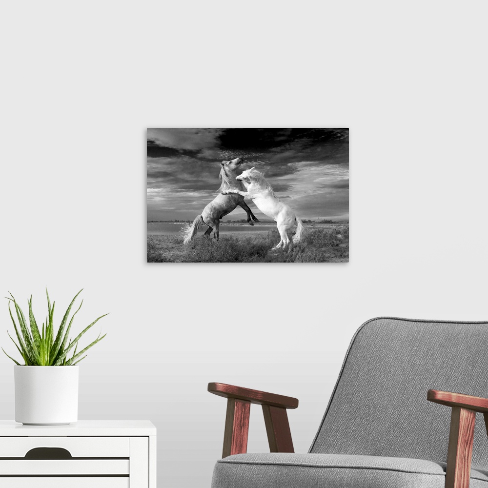 A modern room featuring Camargue horses fighting. This horse is a local breed of the horse (Equus ferus caballus). The Ca...