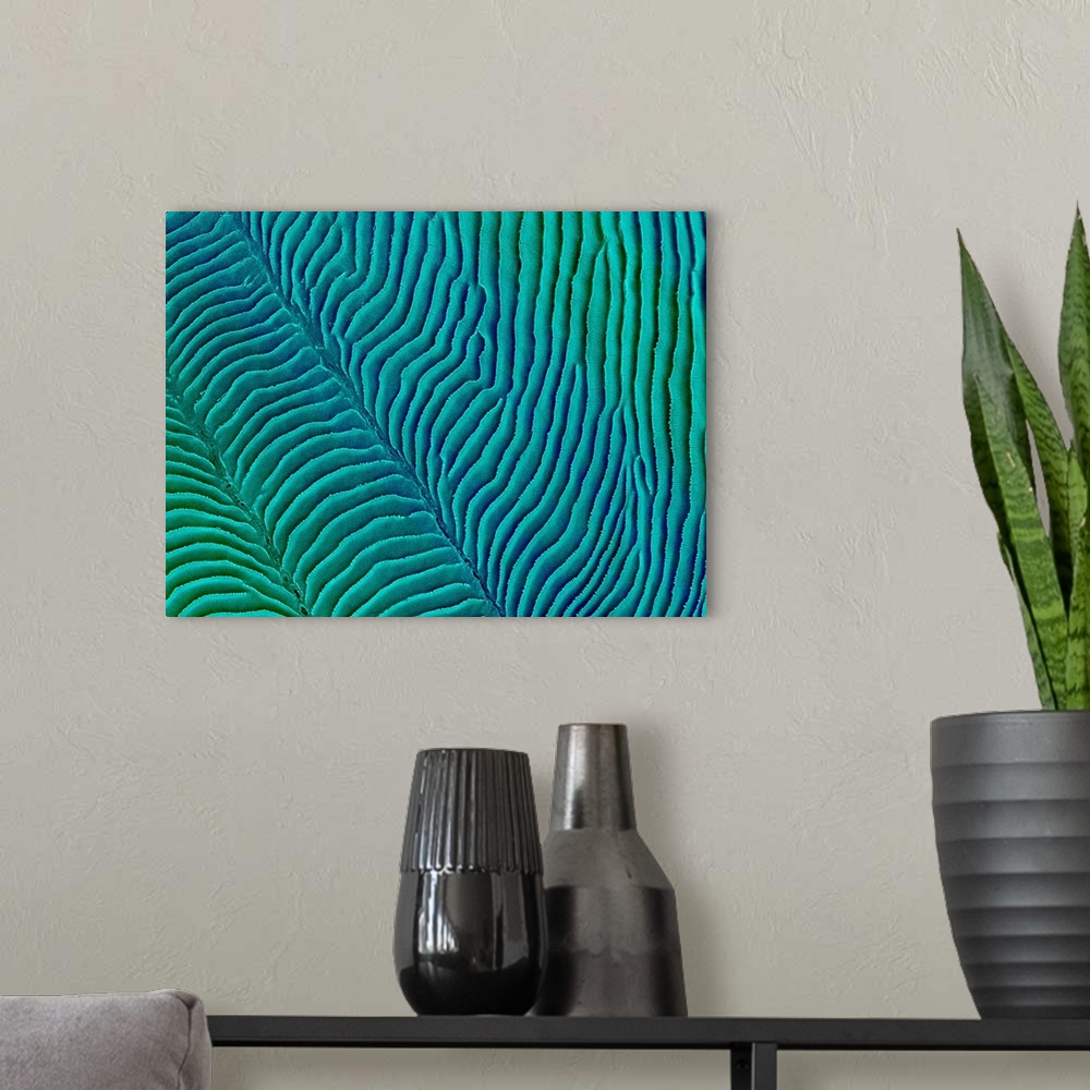 A modern room featuring Coloured scanning electron micrograph (SEM) Convict cichlid fish scale with growth rings (Cichlas...