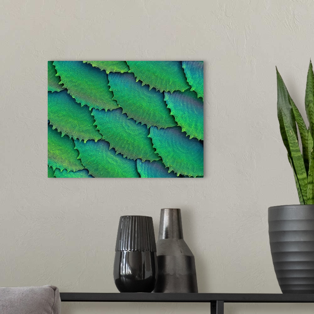 A modern room featuring Coloured scanning electron micrograph (SEM) Convict cichlid fish scales and skin (Cichlasoma nigr...