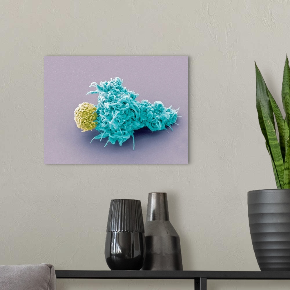A modern room featuring Dendritic cell and lymphocyte, coloured scanning electron micrograph (SEM). Interaction between a...