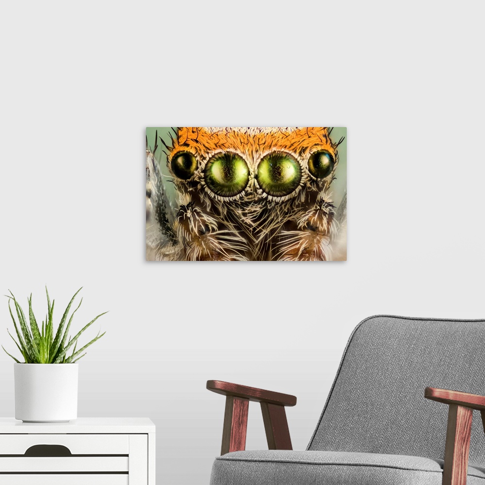 A modern room featuring Eyes of a jumping spider. Close-up macrophotograph of four of the simple eyes (ocelli) of a Saiti...