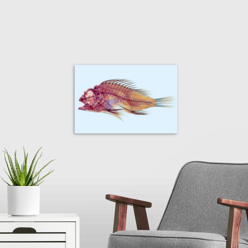 A modern room featuring Fish, coloured X-ray. This is a type of scorpionfish (order Scorpaeniformes). Its large eye socke...
