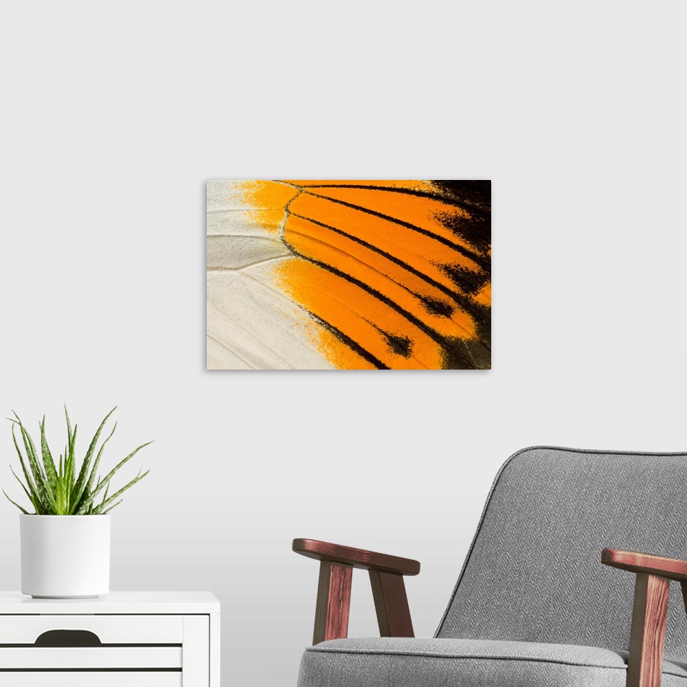 A modern room featuring A macro abstract image of an upper wing section of a giant orange-tip butterfly (Hebomoia glaucip...