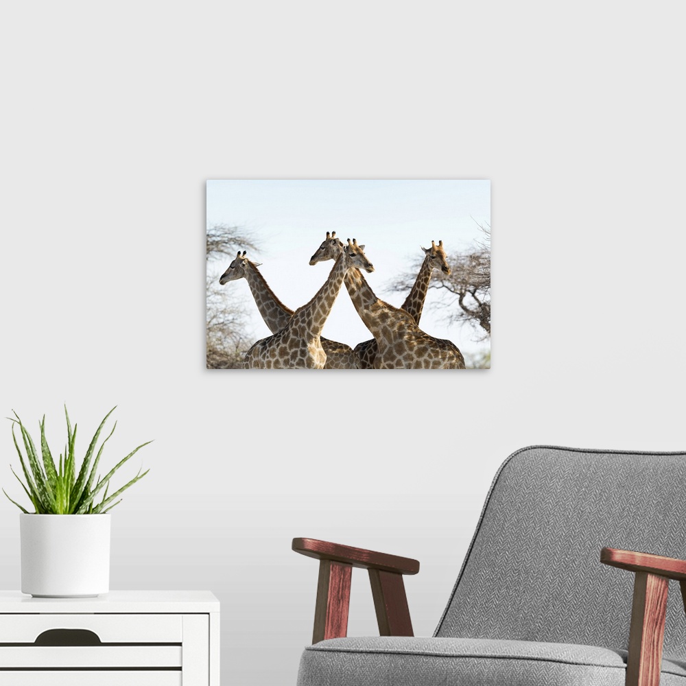 A modern room featuring Giraffes (Giraffa camelopardalis). The giraffe is the tallest living land animal. It can grow to ...