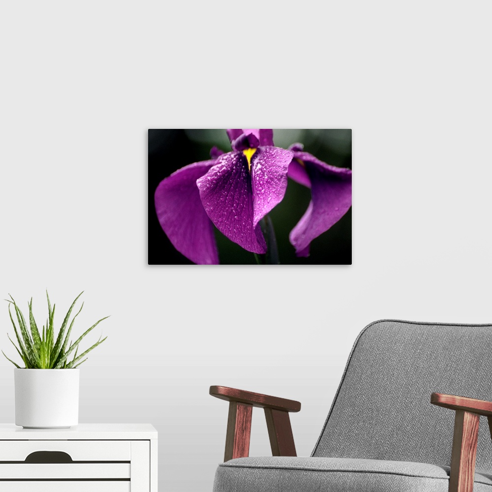 A modern room featuring Japanese water iris flower (Iris ensata).