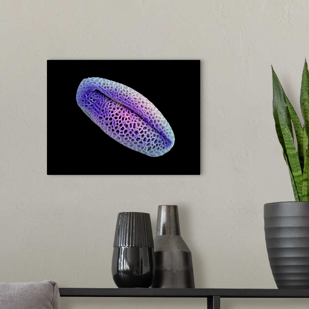 A modern room featuring Lisianthus pollen. Coloured scanning electron micrograph (SEM) of a pollen grain from a lisianthu...