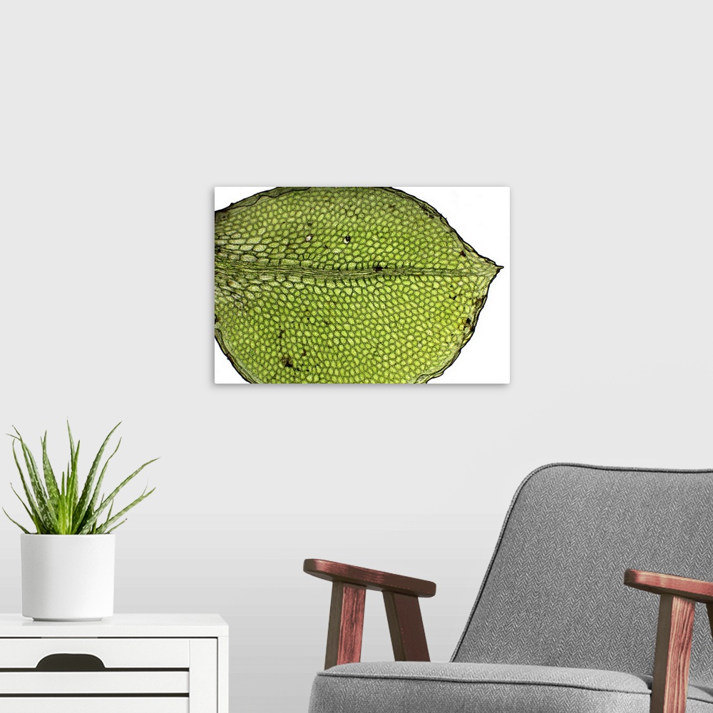A modern room featuring Moss leaf. Brightfield illuminated light micrograph of a section through a leaf from a moss (Plag...