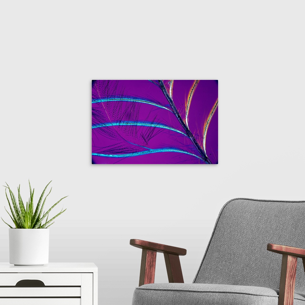 A modern room featuring Polarised light micrograph of a neck feather from Garrulus glandarius, a jay. X 16 (purple)