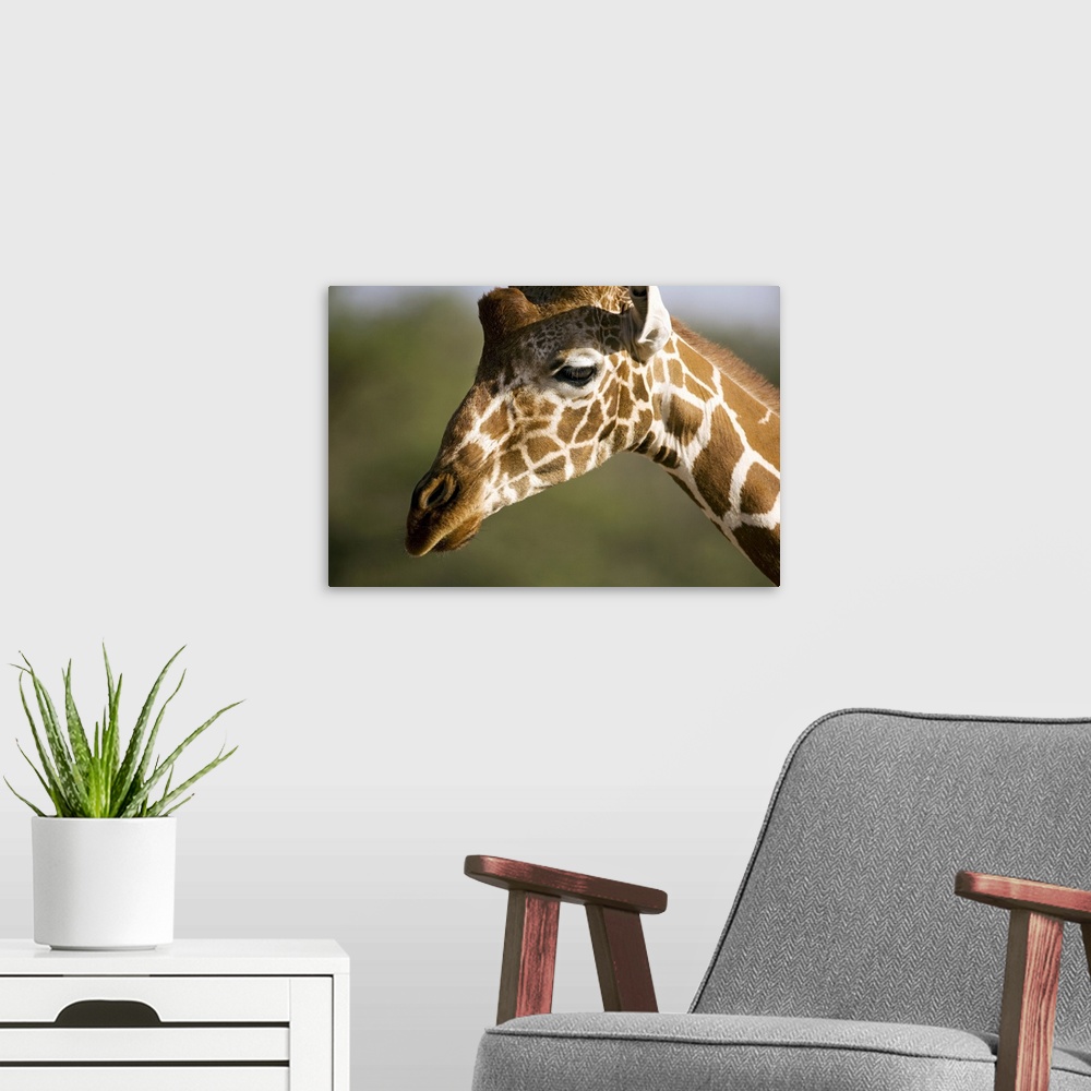 A modern room featuring African Giraffe