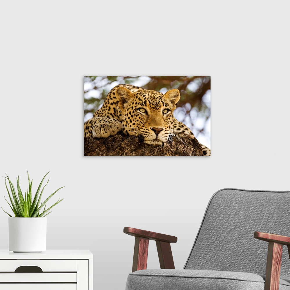 A modern room featuring A close up photograph of a lazy, big cat resting on a rock while watching something out of frame.