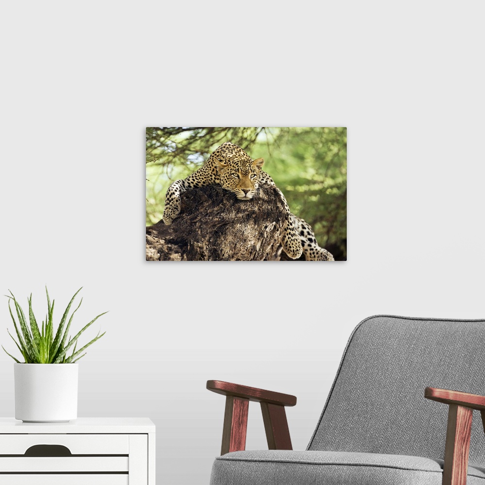 A modern room featuring A large leopard rests on a rocky outcropping, with its paws dangling over the edge, staring inten...