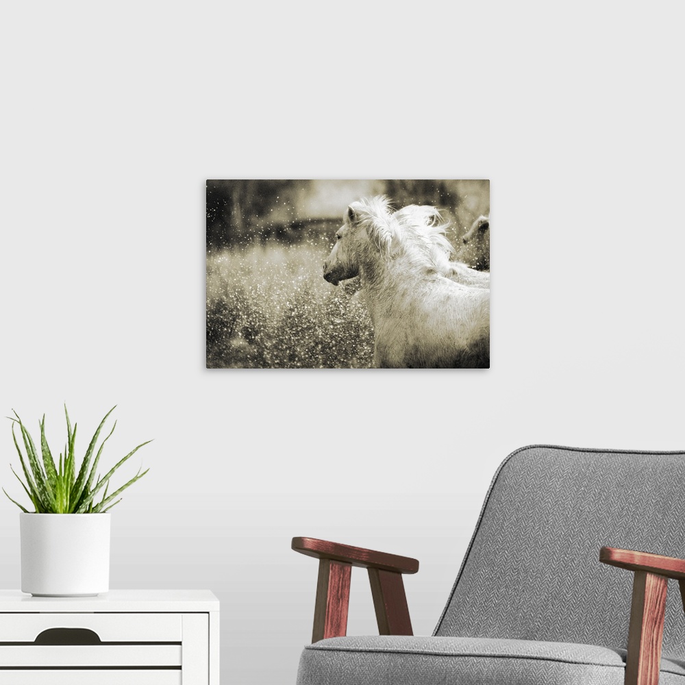 A modern room featuring White horses gallop through the countryside kicking up sprays of water in this horizontal photogr...