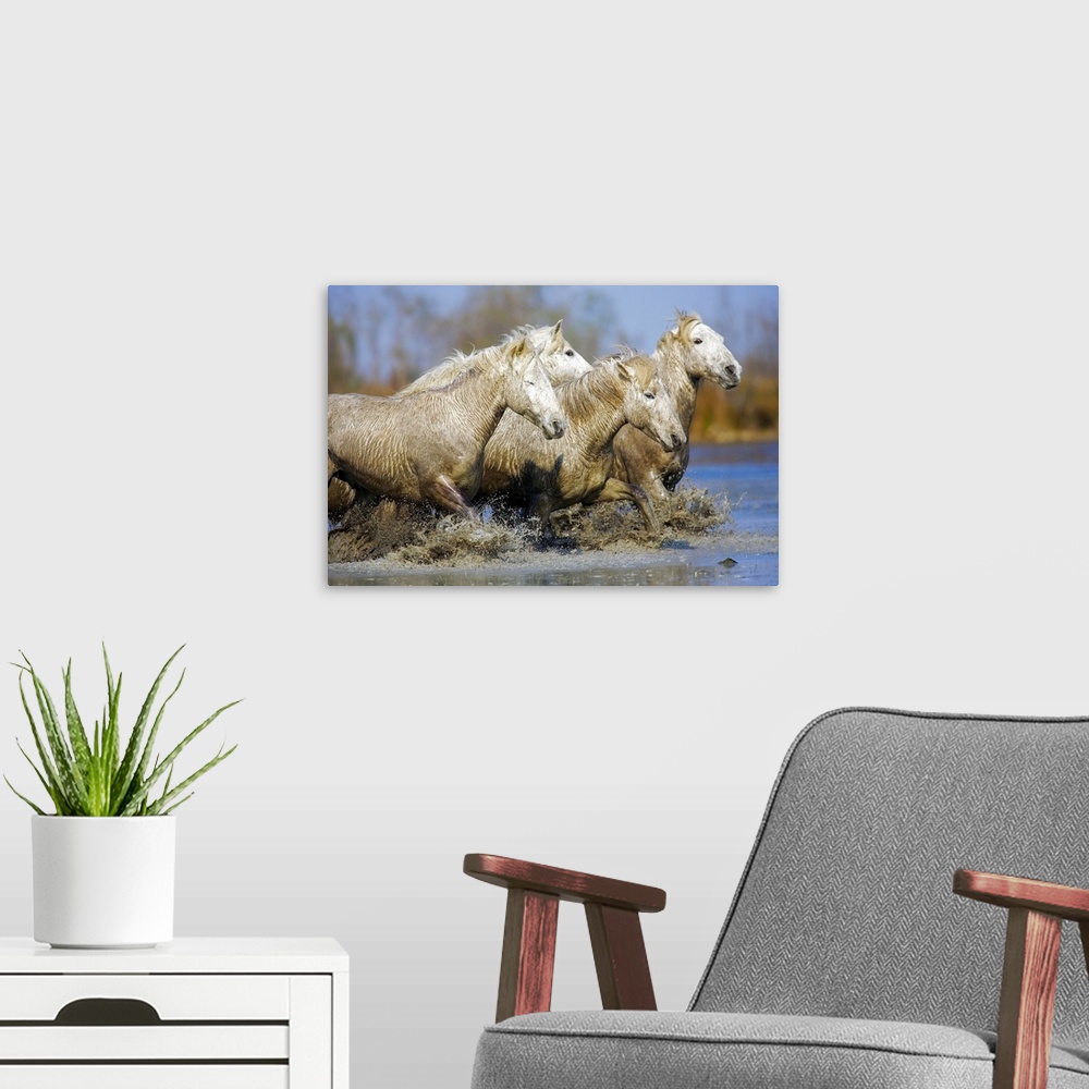A modern room featuring Camargue horses running in the water at sunset, Arles, France