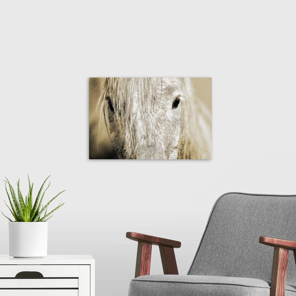 A modern room featuring Wall docor of an extreme close up of a white horse's mid facial area with dark eyes staring back.